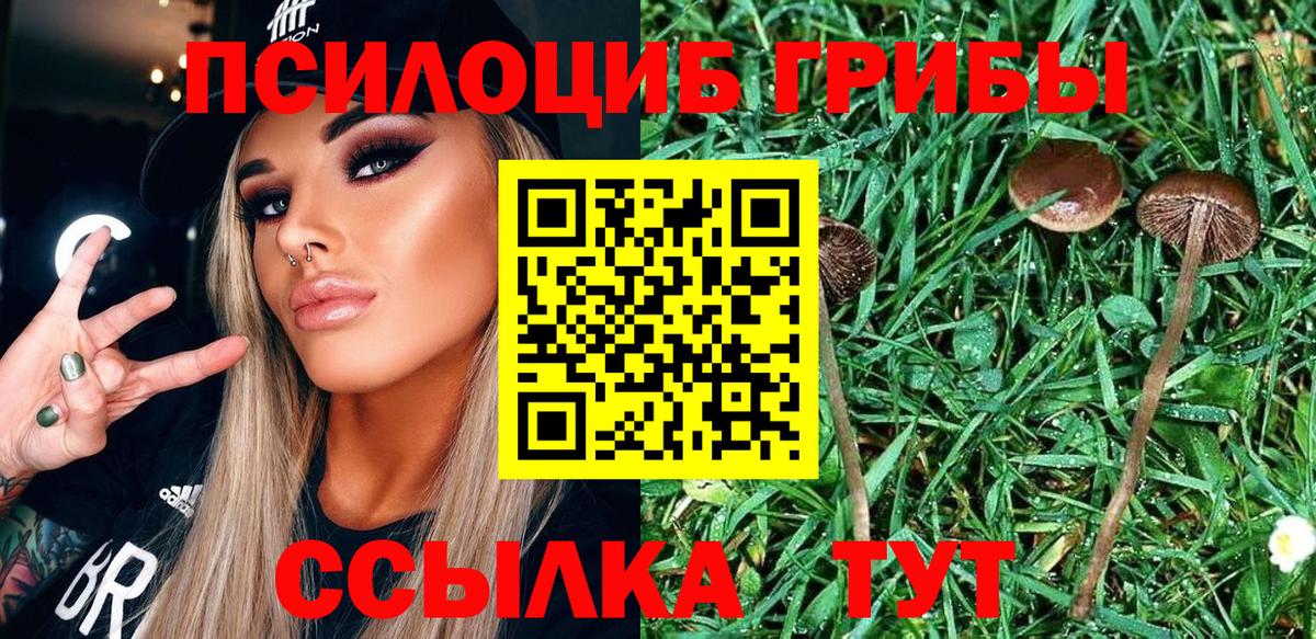 Сухой Лог  Псилоцибиновые грибы MAGIC MUSHROOMS  Вход с VPN 
